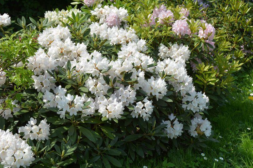 Rhododendron Dora Amateis - View 9 from www redcrocus com