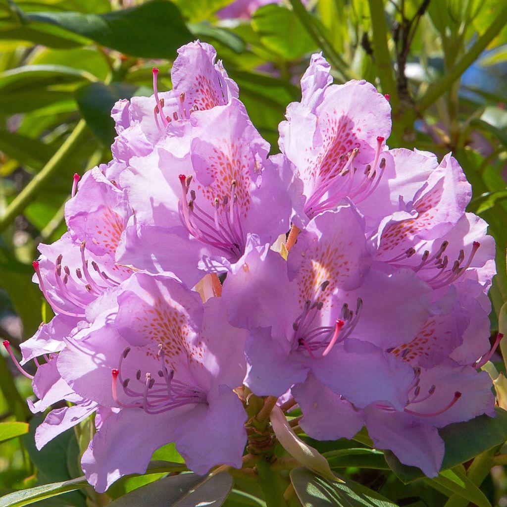 Rhododendron Goldflimmer - View 10 from www redcrocus com