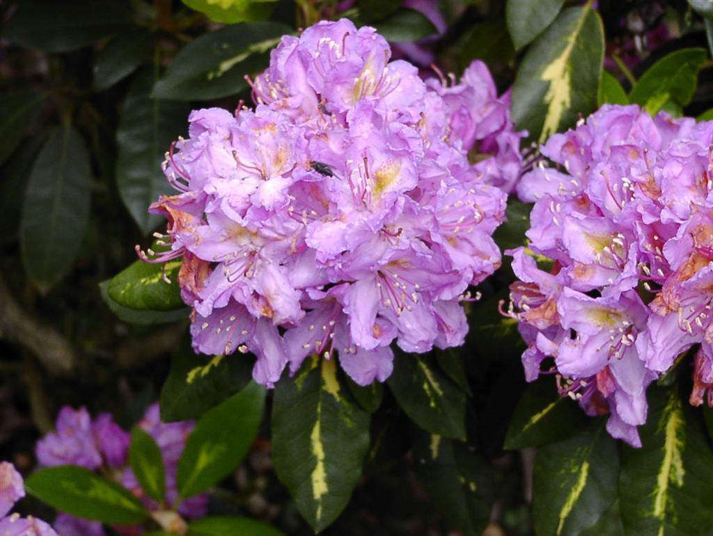 Rhododendron Goldflimmer - View 11 from www redcrocus com