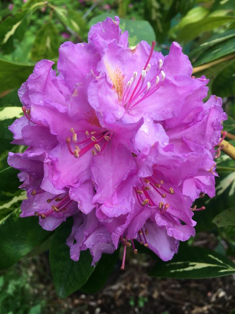 Rhododendron Goldflimmer - View 12 from www redcrocus com