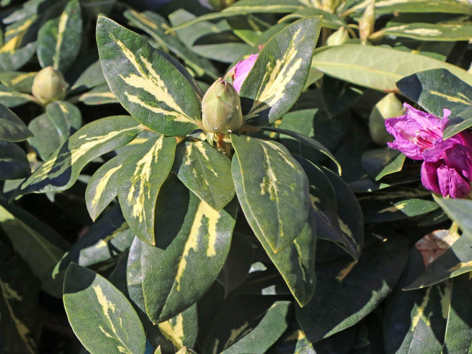Rhododendron Goldflimmer - View 13 from www redcrocus com