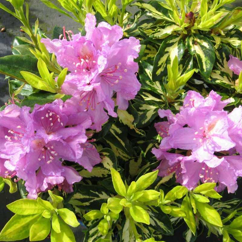 Rhododendron Goldflimmer - View 14 from www redcrocus com