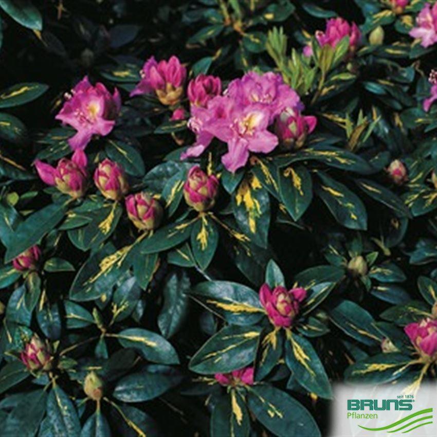 Rhododendron Goldflimmer - View 16 from www redcrocus com