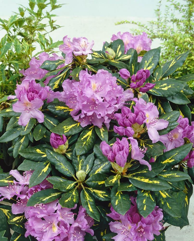 Rhododendron Goldflimmer - View 17 from www redcrocus com