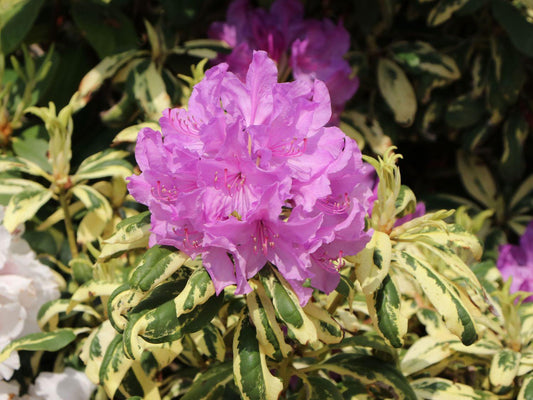 Rhododendron Goldflimmer - View 1 from www redcrocus com