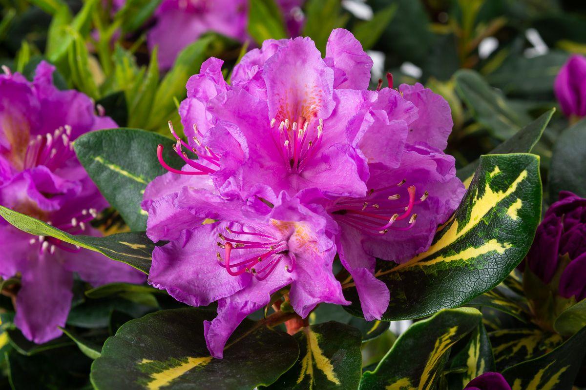 Rhododendron Goldflimmer - View 2 from www redcrocus com