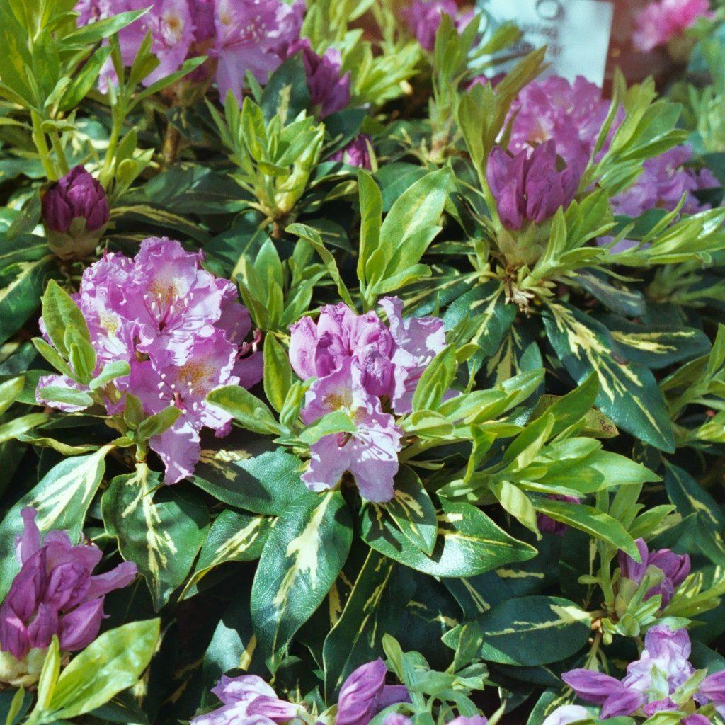 Rhododendron Goldflimmer - View 3 from www redcrocus com