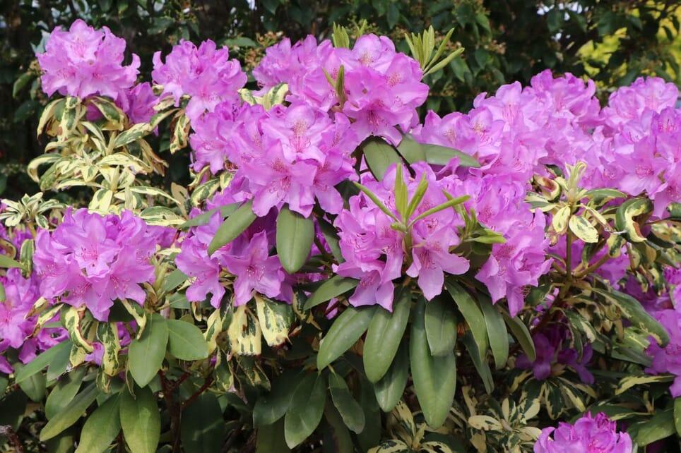 Rhododendron Goldflimmer - View 4 from www redcrocus com
