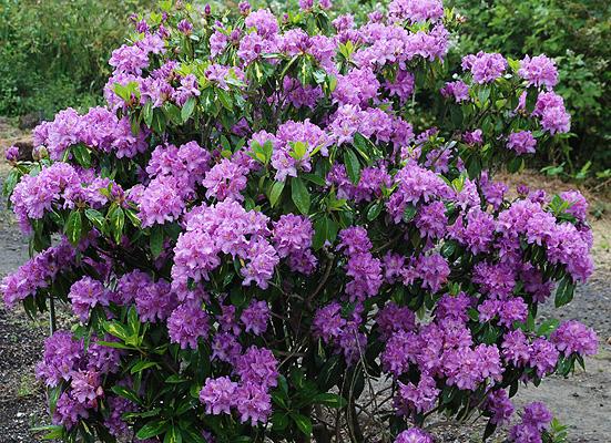 Rhododendron Goldflimmer - View 5 from www redcrocus com