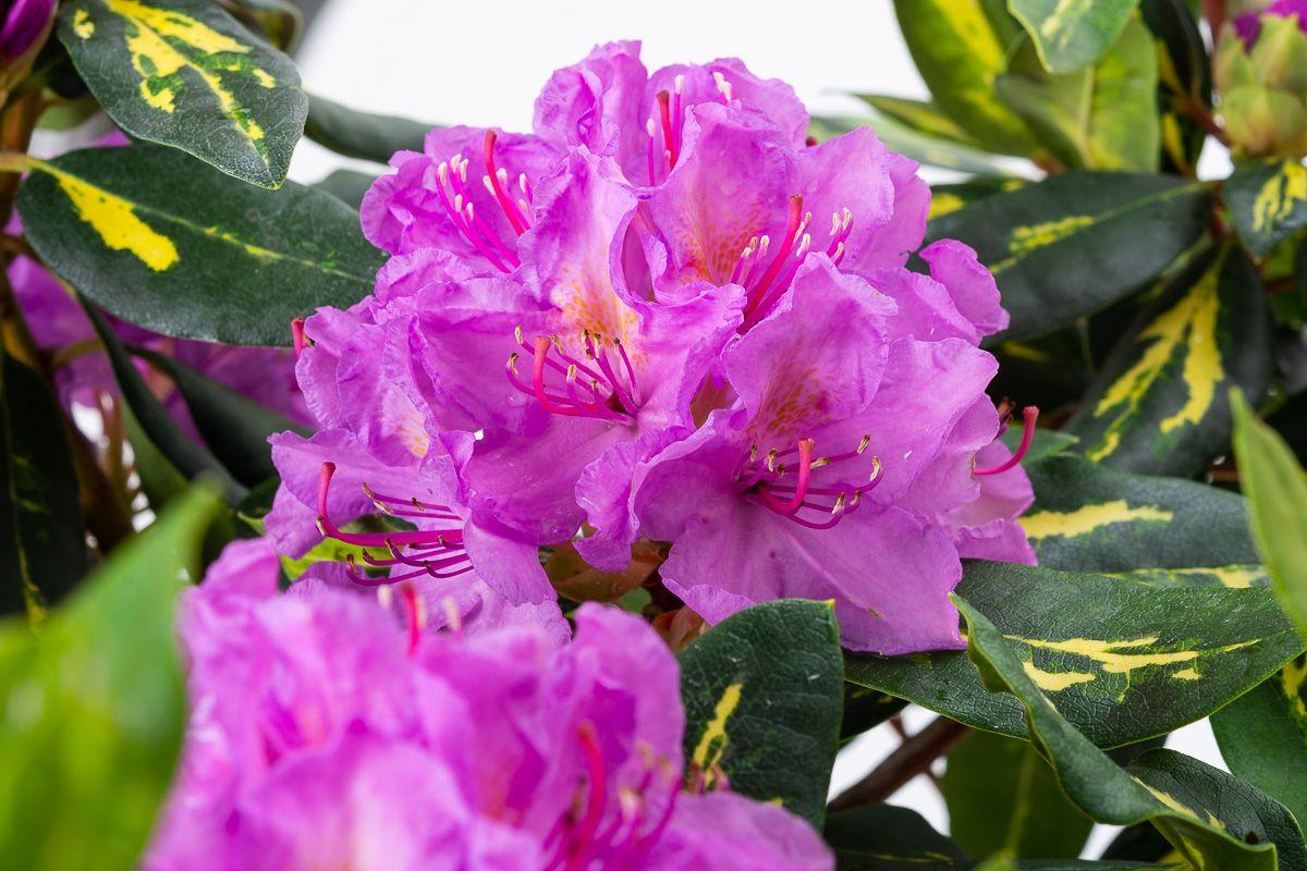 Rhododendron Goldflimmer - View 6 from www redcrocus com