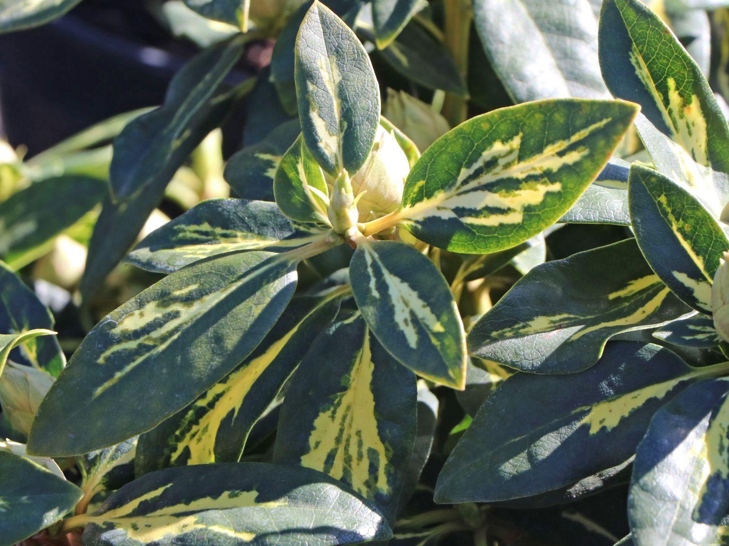 Rhododendron Goldflimmer - View 7 from www redcrocus com
