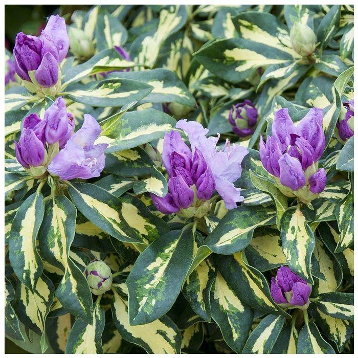 Rhododendron Goldflimmer - View 8 from www redcrocus com
