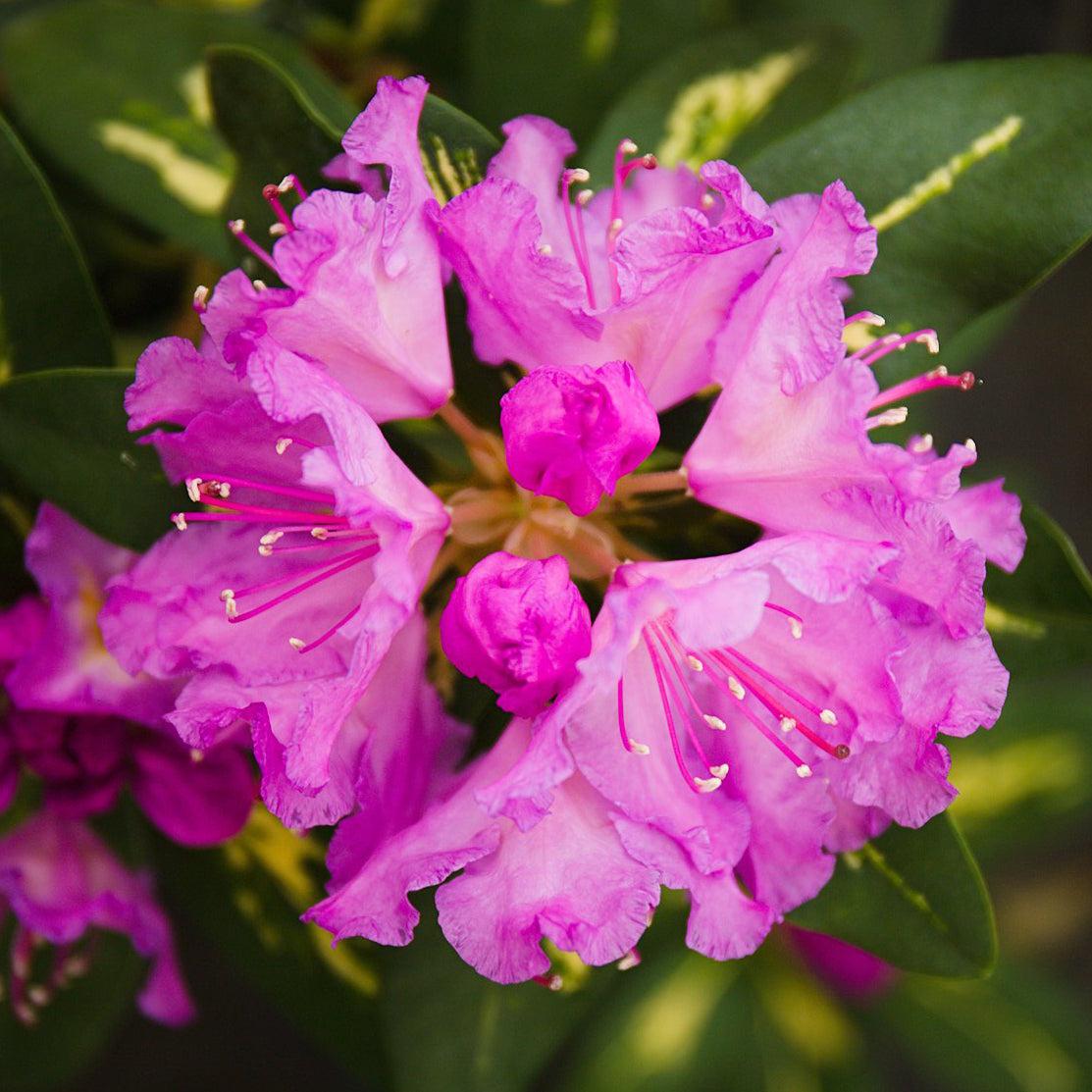 Rhododendron Goldflimmer - View 9 from www redcrocus com