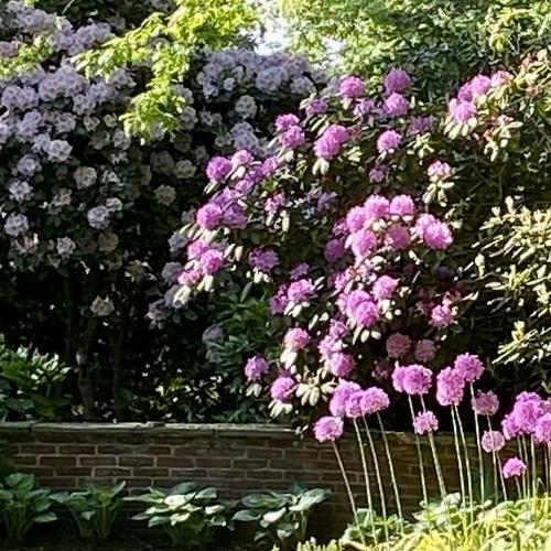 Rhododendron 'janet Blair' - View 10 from www redcrocus com
