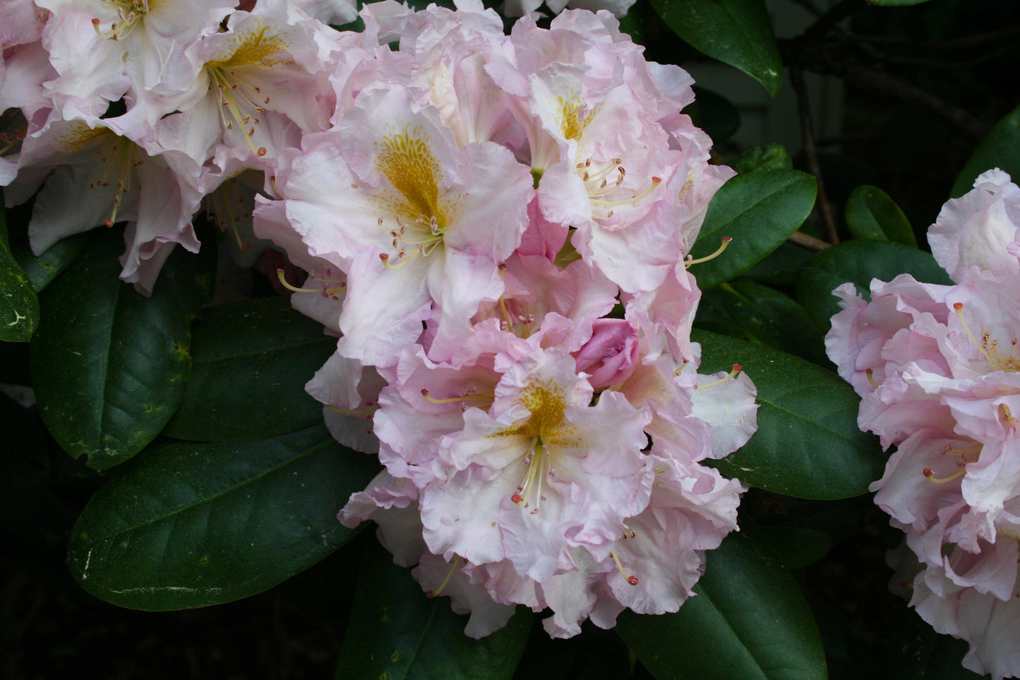 Rhododendron 'janet Blair' - View 11 from www redcrocus com
