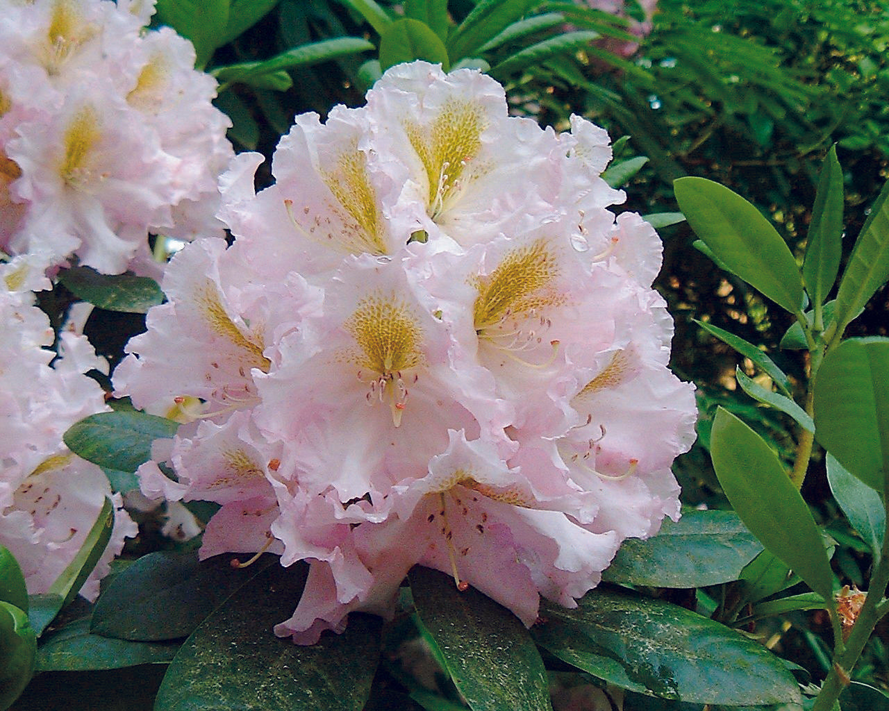 Rhododendron 'janet Blair' - View 12 from www redcrocus com