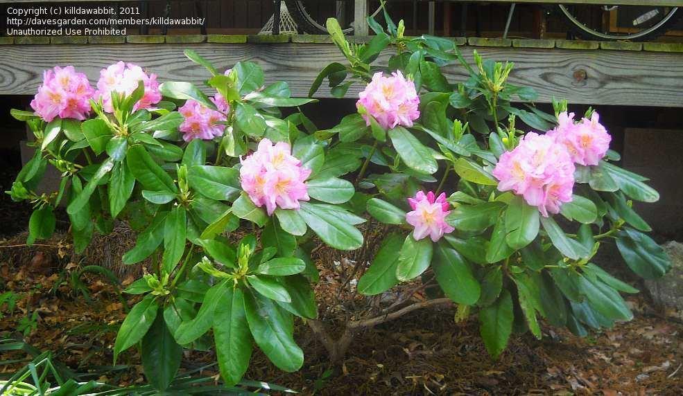 Rhododendron 'janet Blair' - View 13 from www redcrocus com