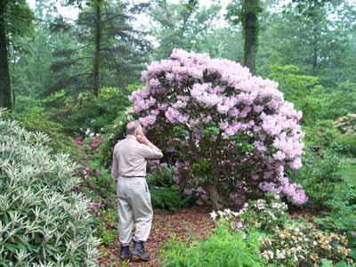 Rhododendron 'janet Blair' - View 16 from www redcrocus com