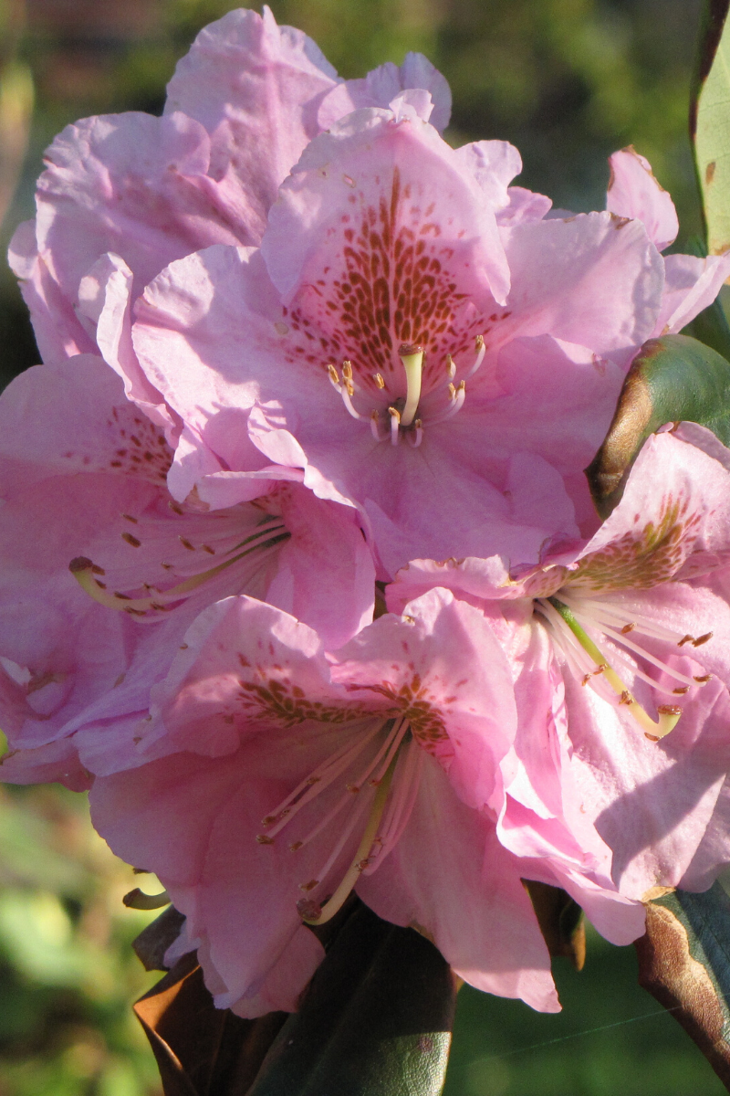 Rhododendron 'janet Blair' - View 20 from www redcrocus com