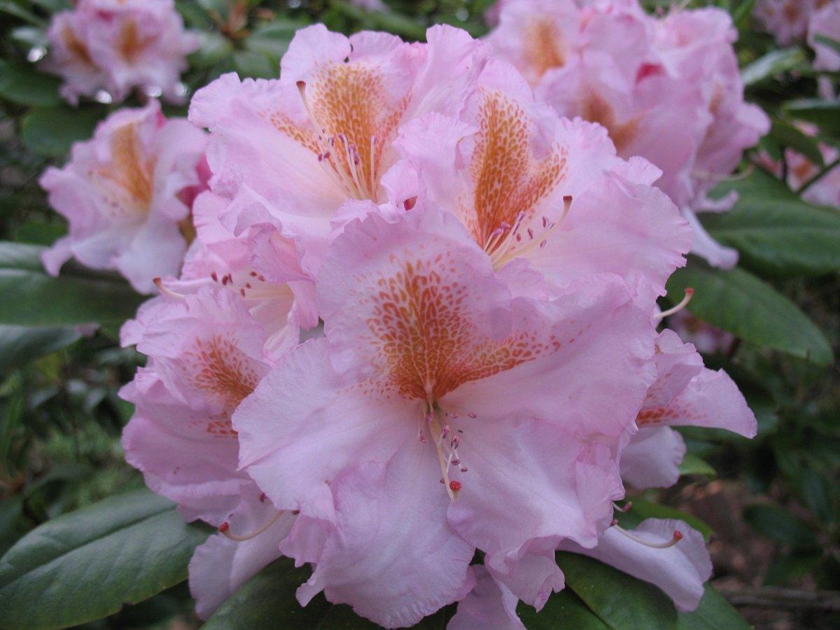 Rhododendron 'janet Blair' - View 21 from www redcrocus com
