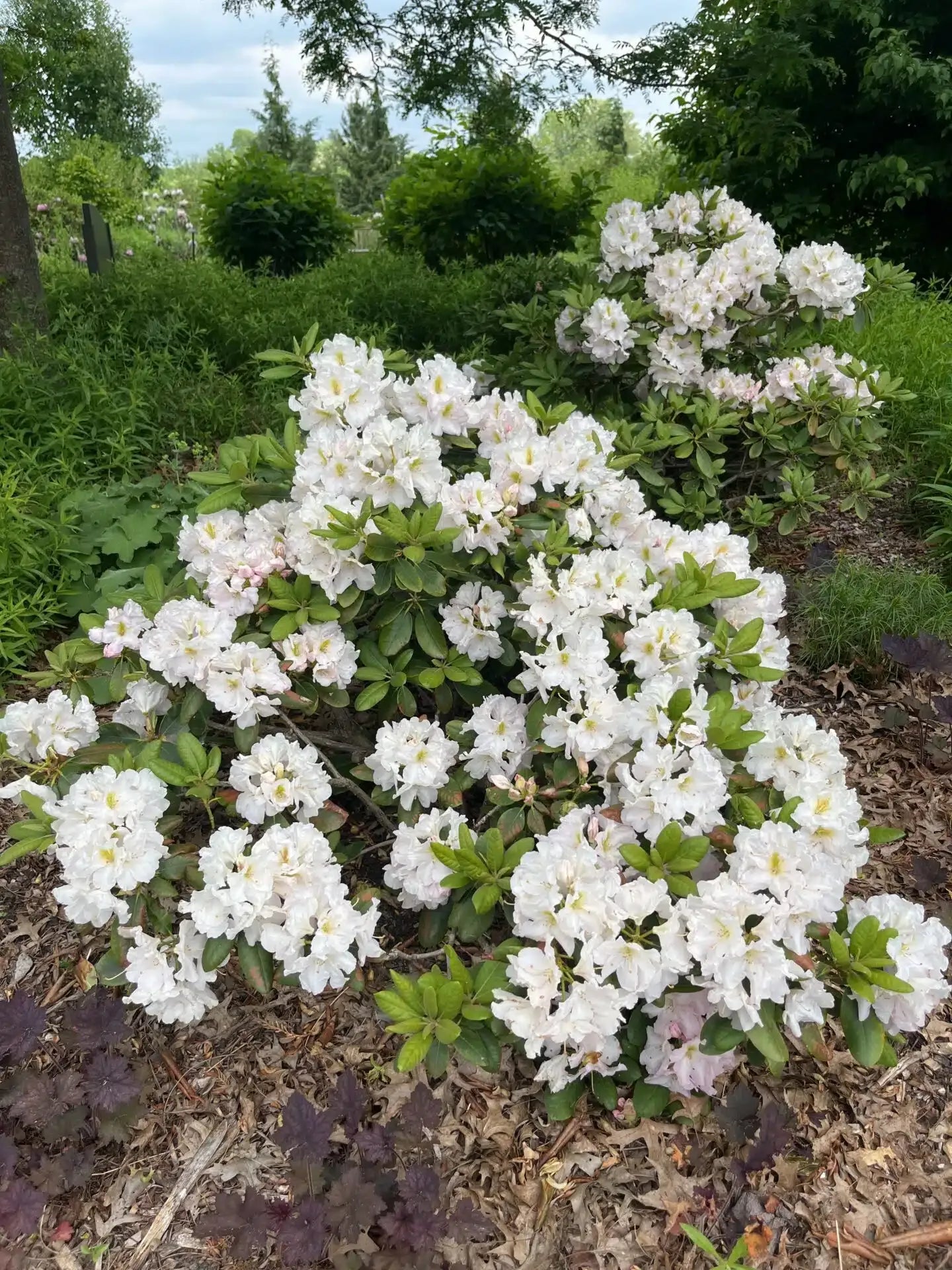 Rhododendron 'janet Blair' - View 22 from www redcrocus com