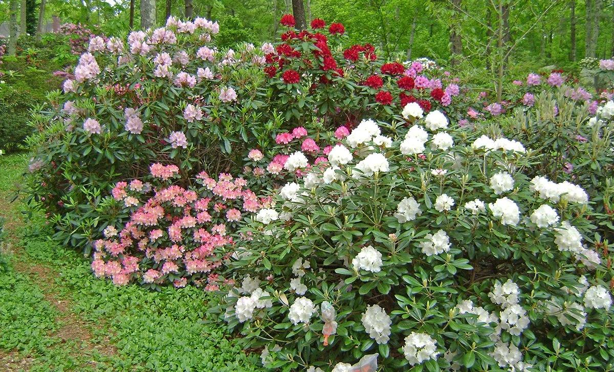 Rhododendron 'janet Blair' - View 23 from www redcrocus com