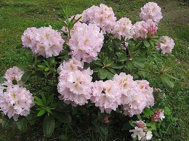Rhododendron 'janet Blair' - View 24 from www redcrocus com