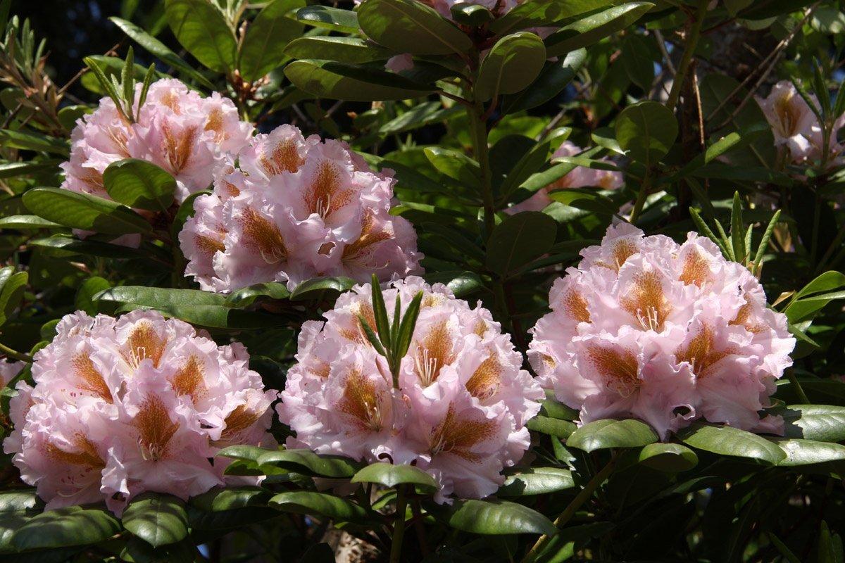 Rhododendron 'janet Blair' - View 25 from www redcrocus com