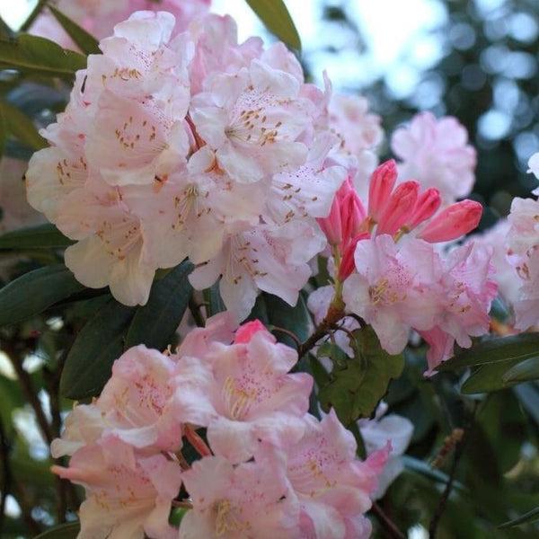 Rhododendron 'janet Blair' - View 27 from www redcrocus com