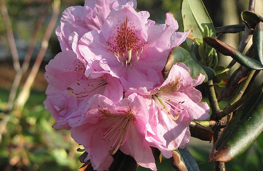 Rhododendron 'janet Blair' - View 2 from www redcrocus com