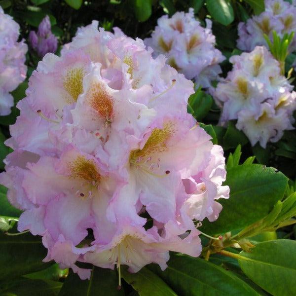 Rhododendron 'janet Blair' - View 3 from www redcrocus com