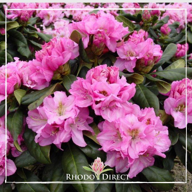 Rhododendron 'janet Blair' - View 4 from www redcrocus com