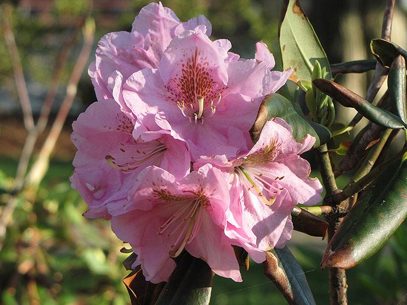 Rhododendron 'janet Blair' - View 5 from www redcrocus com