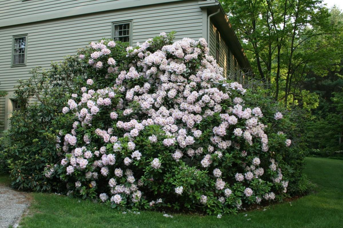 Rhododendron 'janet Blair' - View 6 from www redcrocus com