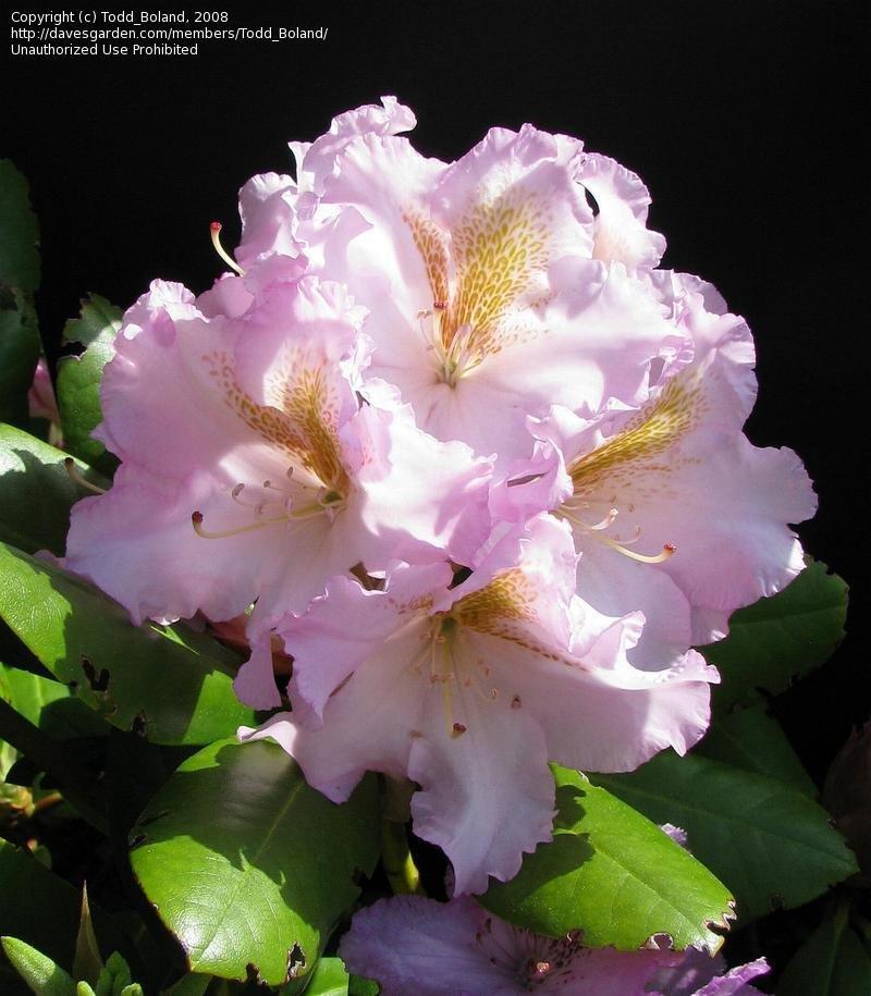Rhododendron 'janet Blair' - View 9 from www redcrocus com