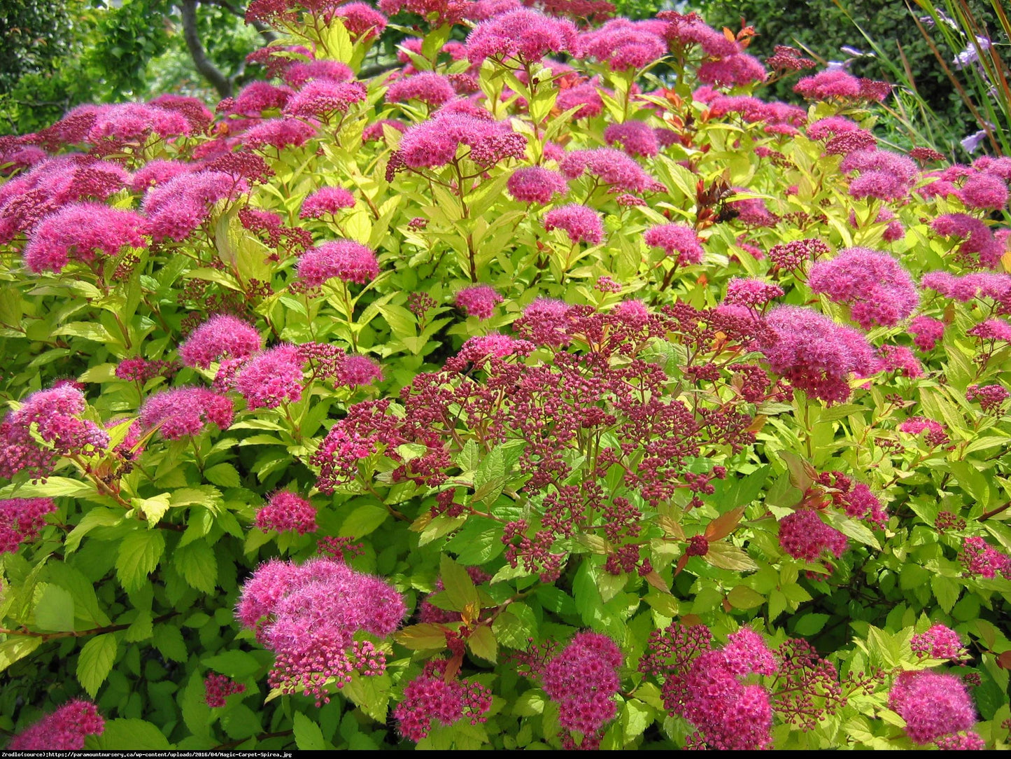 Spirea Japonica Magic Carpet - View 10 from www redcrocus com