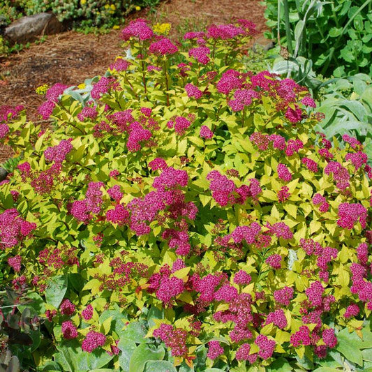 Spirea Japonica Magic Carpet - View 11 from www redcrocus com