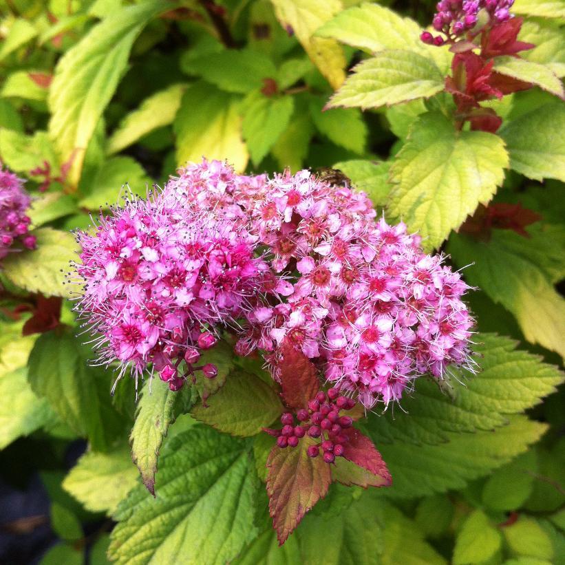 Spirea Japonica Magic Carpet - View 12 from www redcrocus com