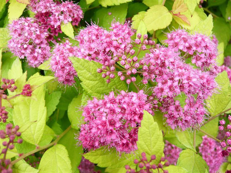 Spirea Japonica Magic Carpet - View 13 from www redcrocus com