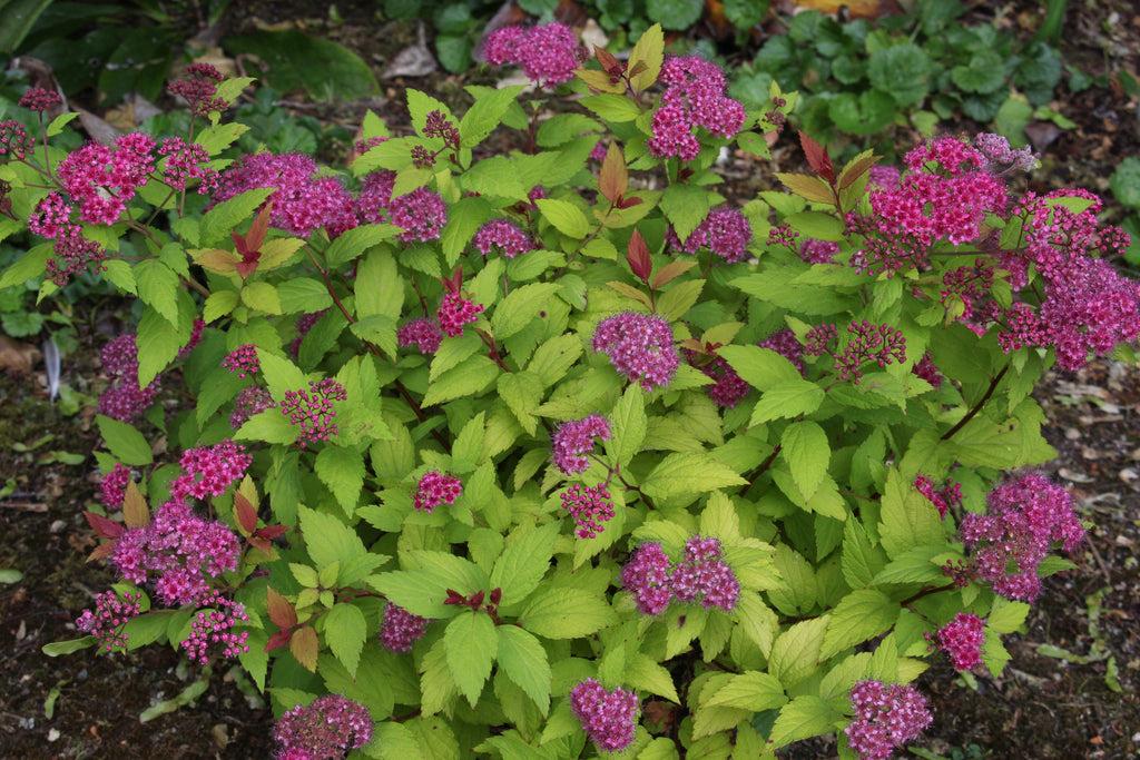 Spirea Japonica Magic Carpet - View 15 from www redcrocus com