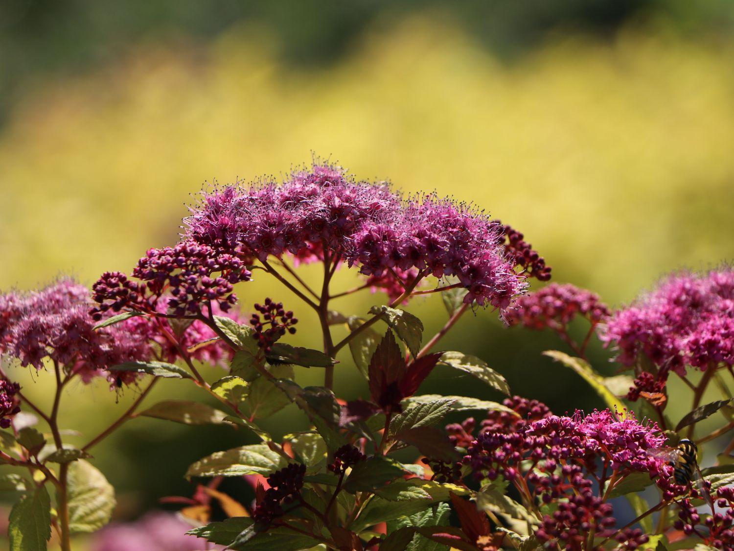 Spirea Japonica Magic Carpet - View 16 from www redcrocus com