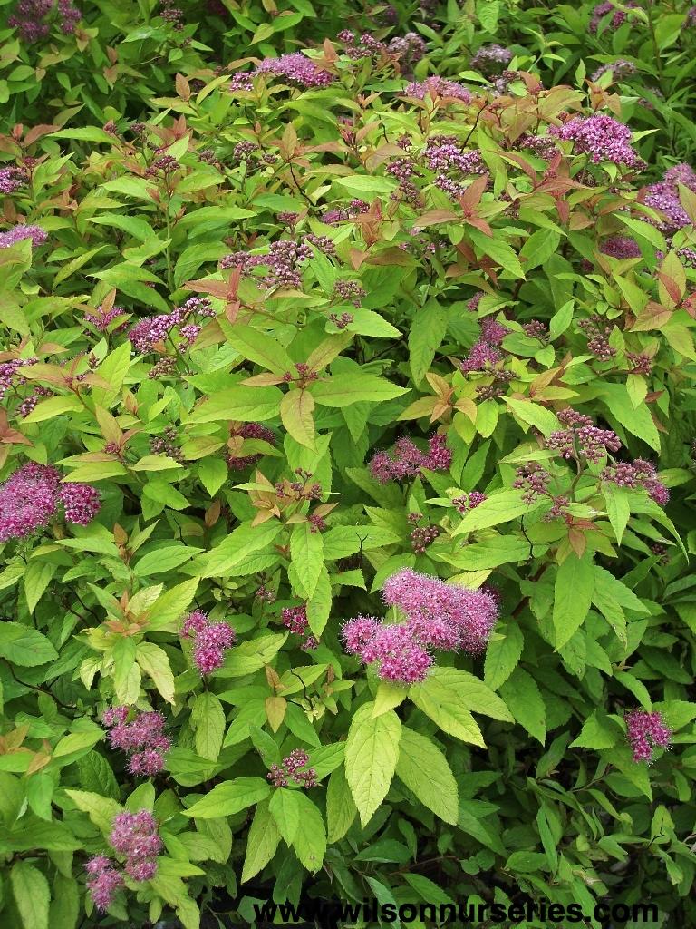 Spirea Japonica Magic Carpet - View 17 from www redcrocus com