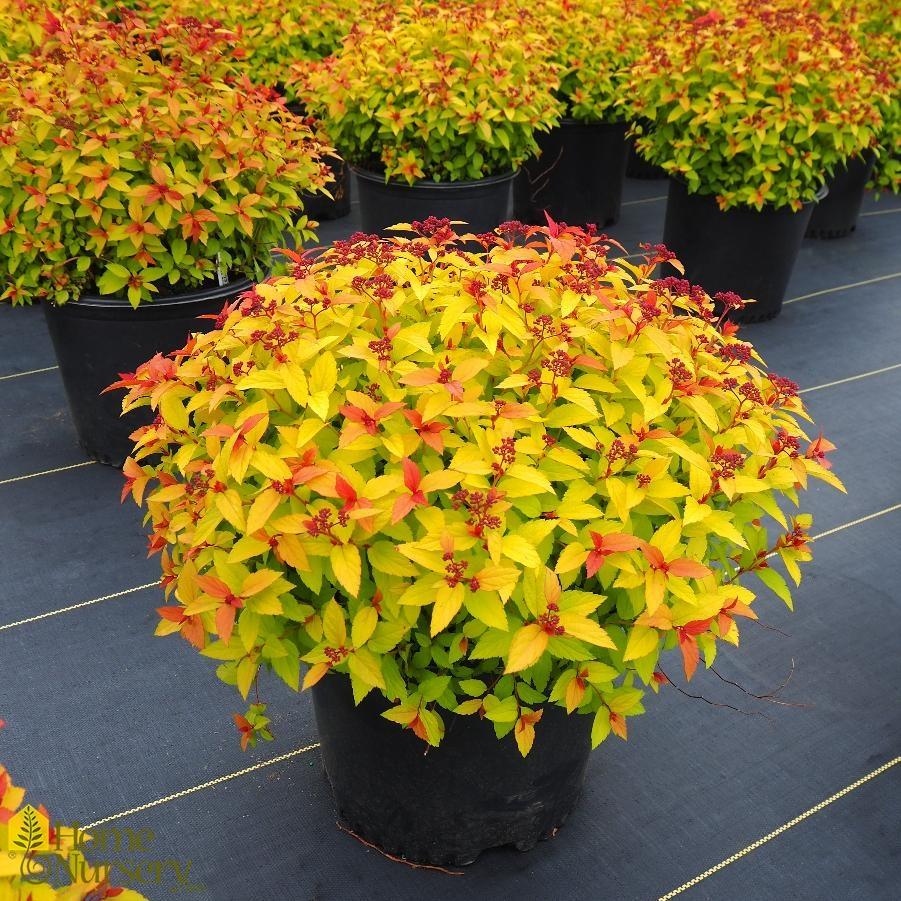 Spirea Japonica Magic Carpet - View 1 from www redcrocus com