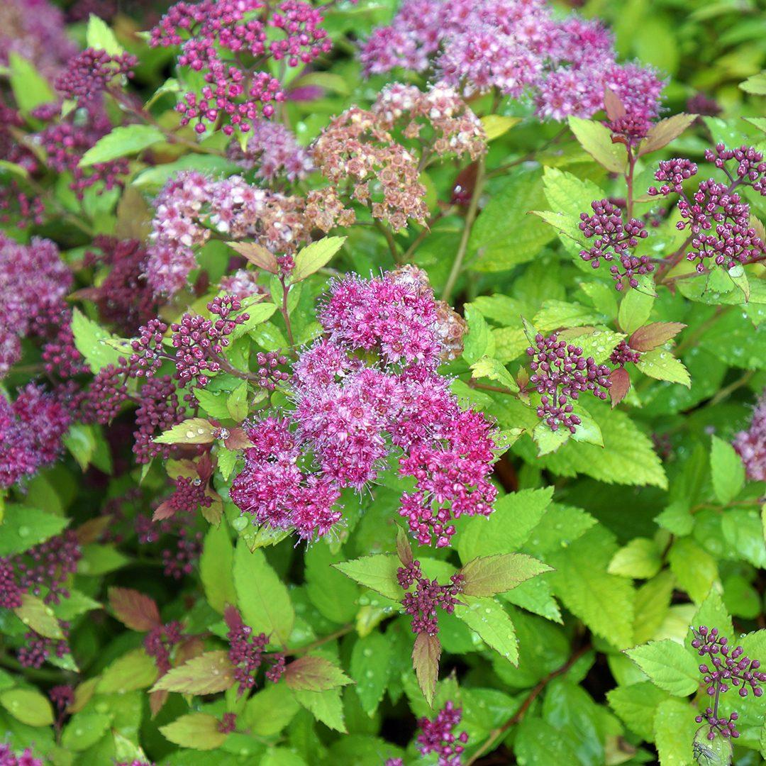Spirea Japonica Magic Carpet - View 20 from www redcrocus com