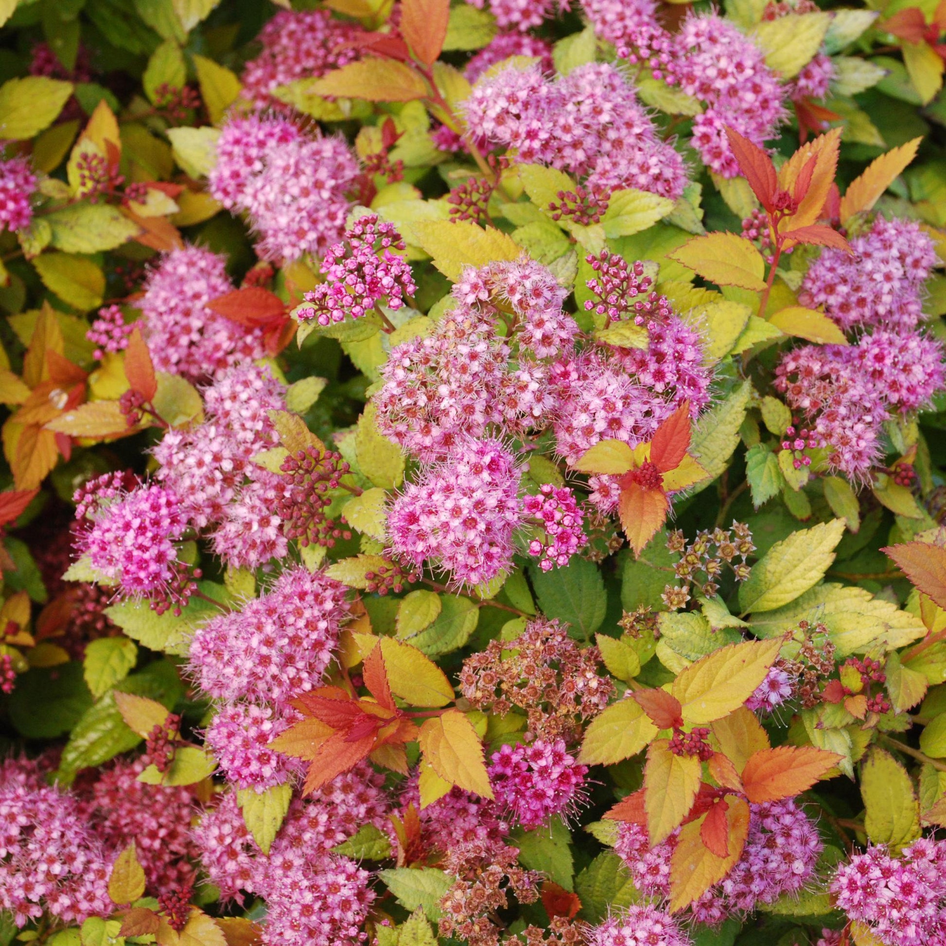 Spirea Japonica Magic Carpet - View 2 from www redcrocus com