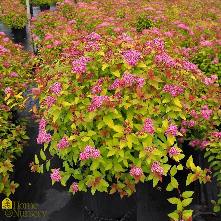 Spirea Japonica Magic Carpet - View 3 from www redcrocus com