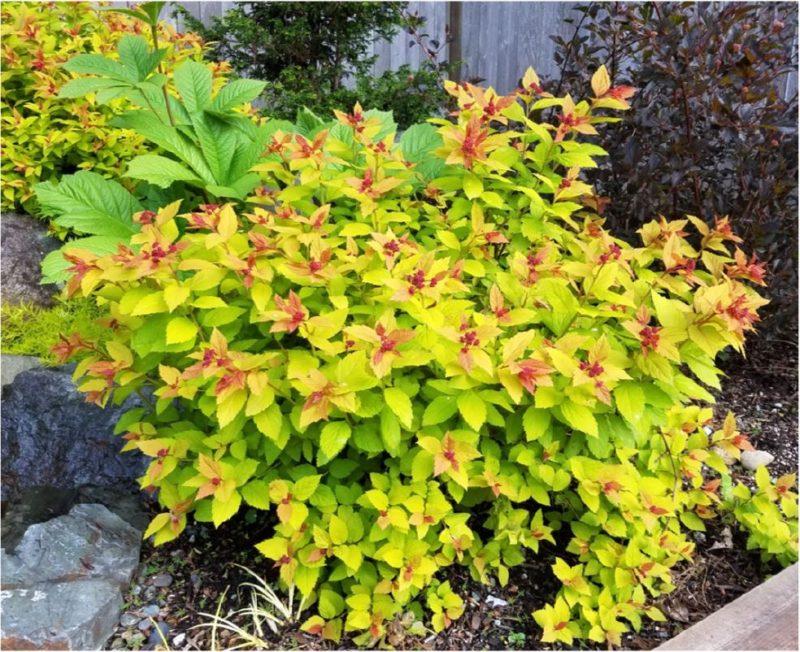Spirea Japonica Magic Carpet - View 4 from www redcrocus com