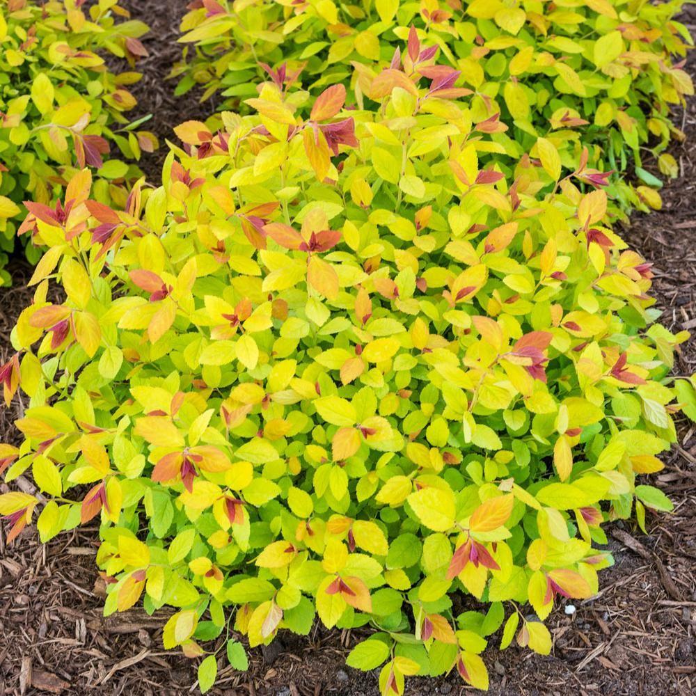 Spirea Japonica Magic Carpet - View 5 from www redcrocus com