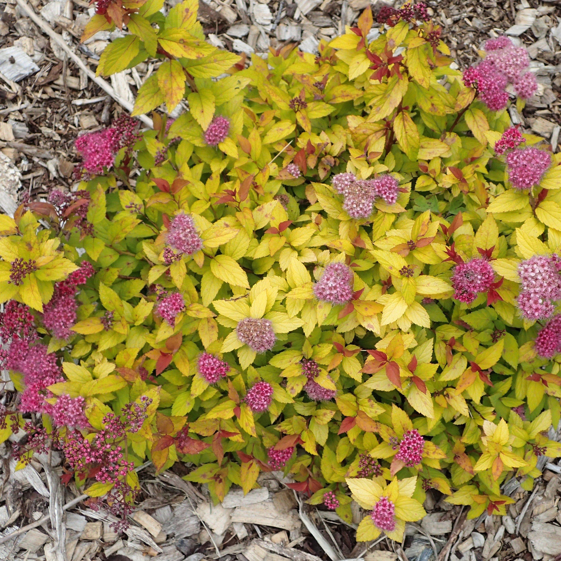 Spirea Japonica Magic Carpet - View 6 from www redcrocus com