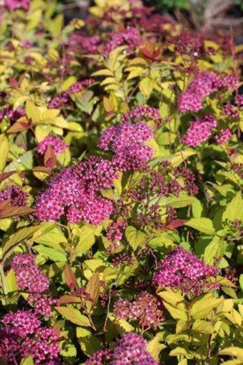 Spirea Japonica Magic Carpet - View 8 from www redcrocus com